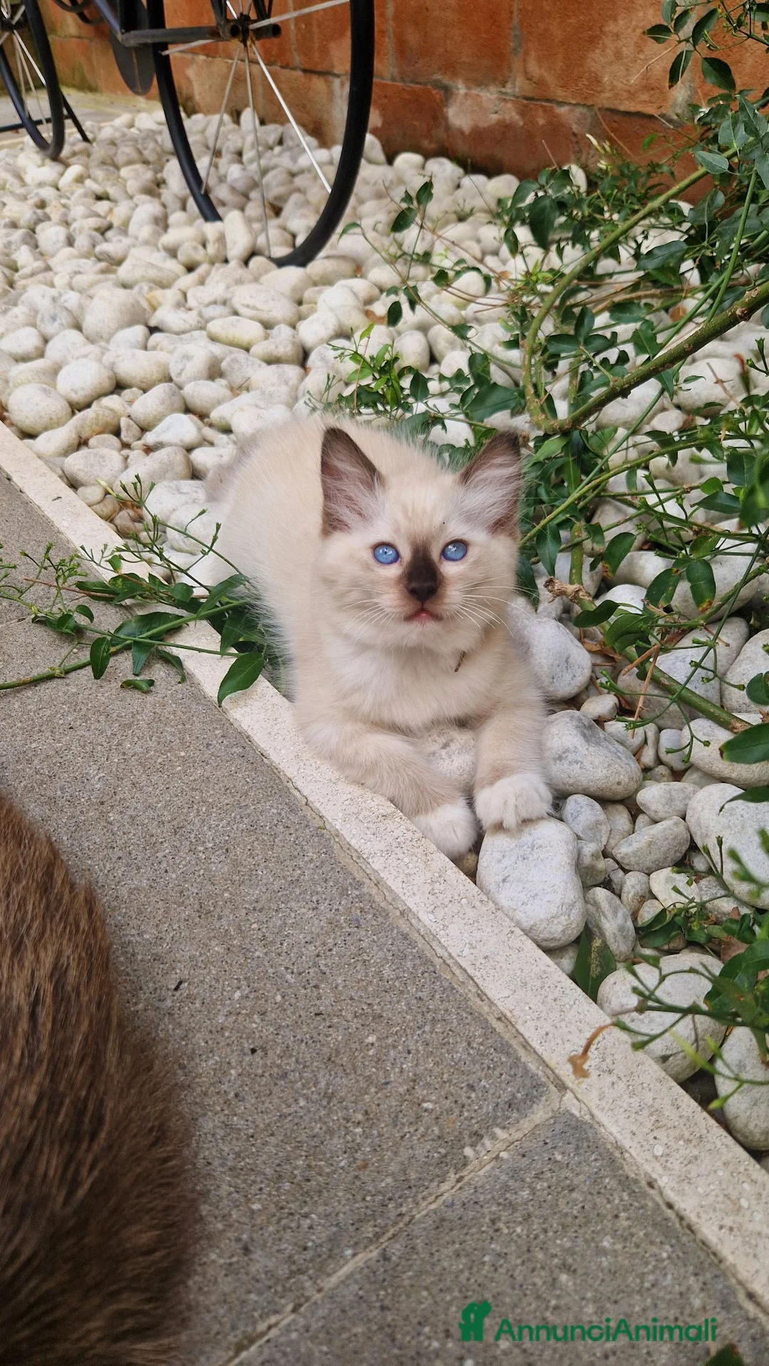 Ragdoll gatti in vendita: Cuccioli Gatti Ragdoll  - Annuncio 2