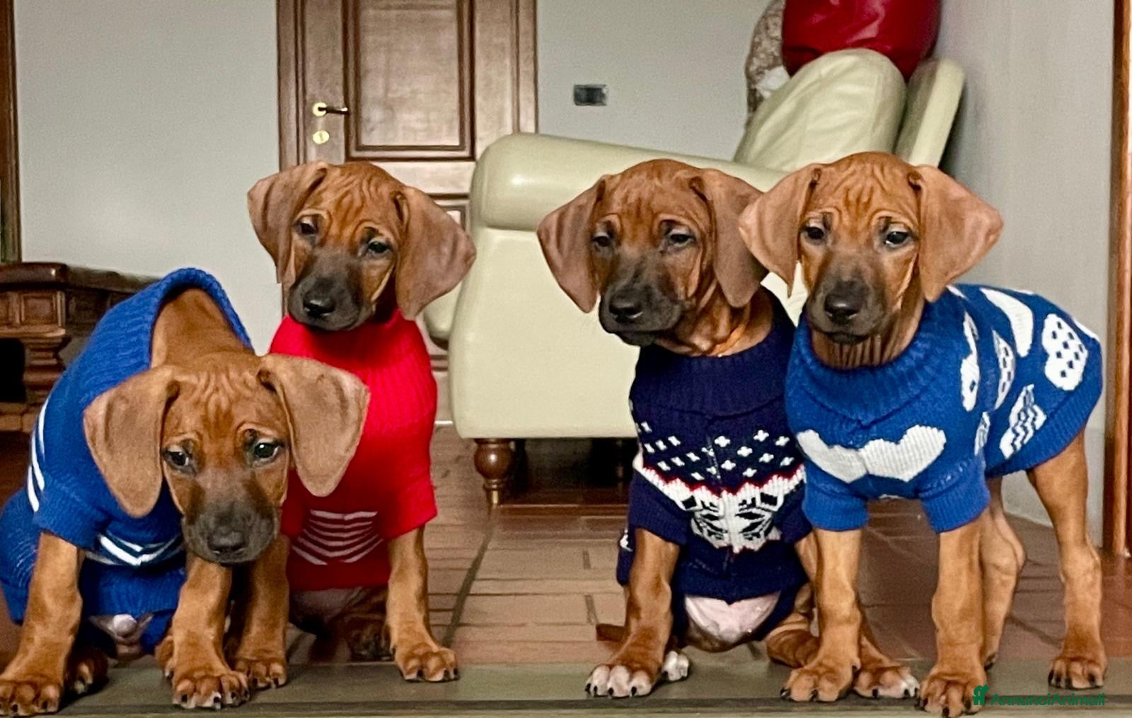 Rhodesian Ridgeback cani Rhodesian ridgeback Alta genealogia  - Annuncio 2