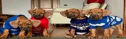 Rhodesian Ridgeback cani in vendita: Rhodesian ridgeback Alta genealogia  - Annuncio 2