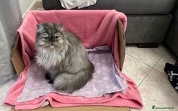 Persiano gatti in vendita: Gattino persiano a Provincia di Lecce - Immagine 5