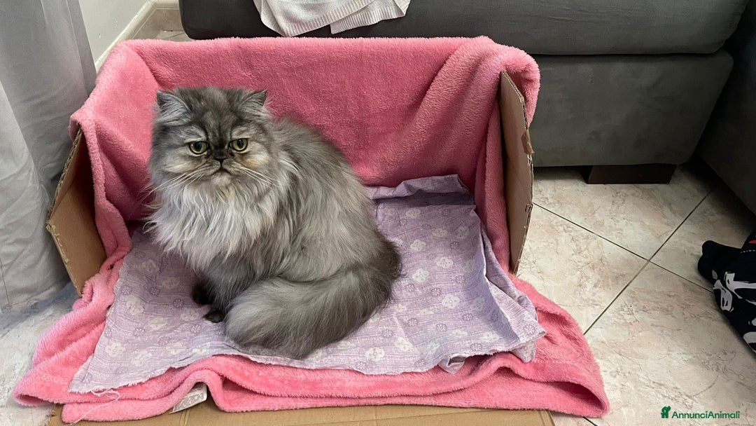 Persiano gatti in vendita: Gattino persiano a Provincia di Lecce - Immagine 5