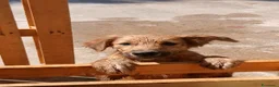 Meticcio cani in regalo: LIMONE 🩷 HA ANCORA VOGLIA DI SORRIDERE😍 a Provincia di Pesaro e Urbino - Annuncio 4