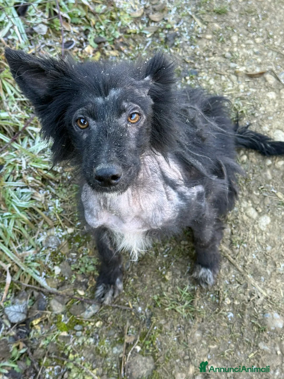 Meticcio cani in regalo: AKAR, cucciolo tenerissimo cerca aiuto! - Annuncio 6