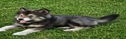 Alaskan Malamute cani in vendita: Cucciola di alaskan malamute - Annuncio 2