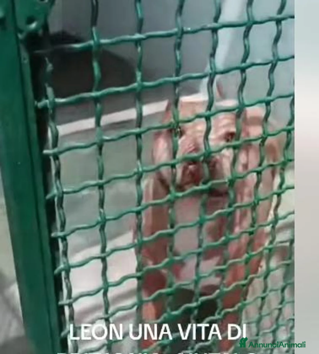 Meticcio cani in regalo: LEON, PIT DI 6 ANNI a Provincia di Ferrara - Annuncio 1