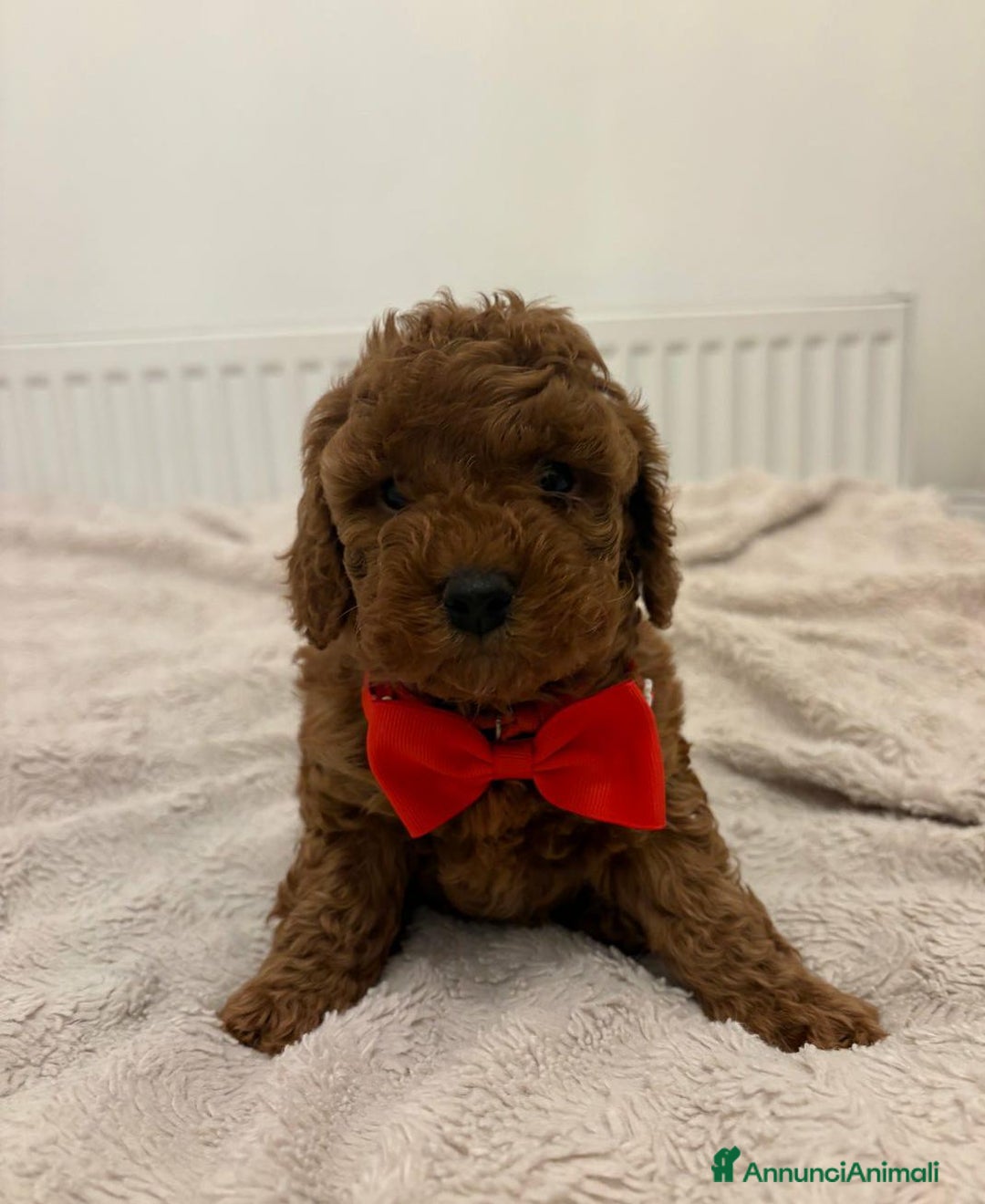 Cockapoo cani in vendita: Cuccioli di Cockapoo F2b disponibili - Annuncio 4