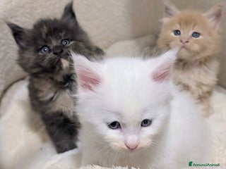 Maine Coon gatti Bellissimi cuccioli di Maine Coon - Annuncio 1