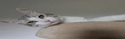 Europeo gatti in regalo: Piko & Bok: dalla radura al cuore di una famiglia! - Annuncio 5