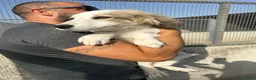 Meticcio cani in regalo: ROCKY E KAI - Annuncio 5