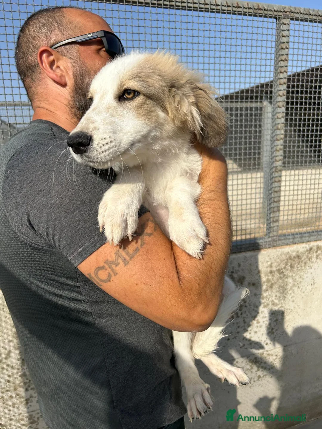 Meticcio cani in regalo: ROCKY E KAI - Annuncio 5