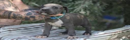 Pitbull cani in vendita: Cuccioli di Pit Bull Blue Nose anche a rate - Annuncio 15