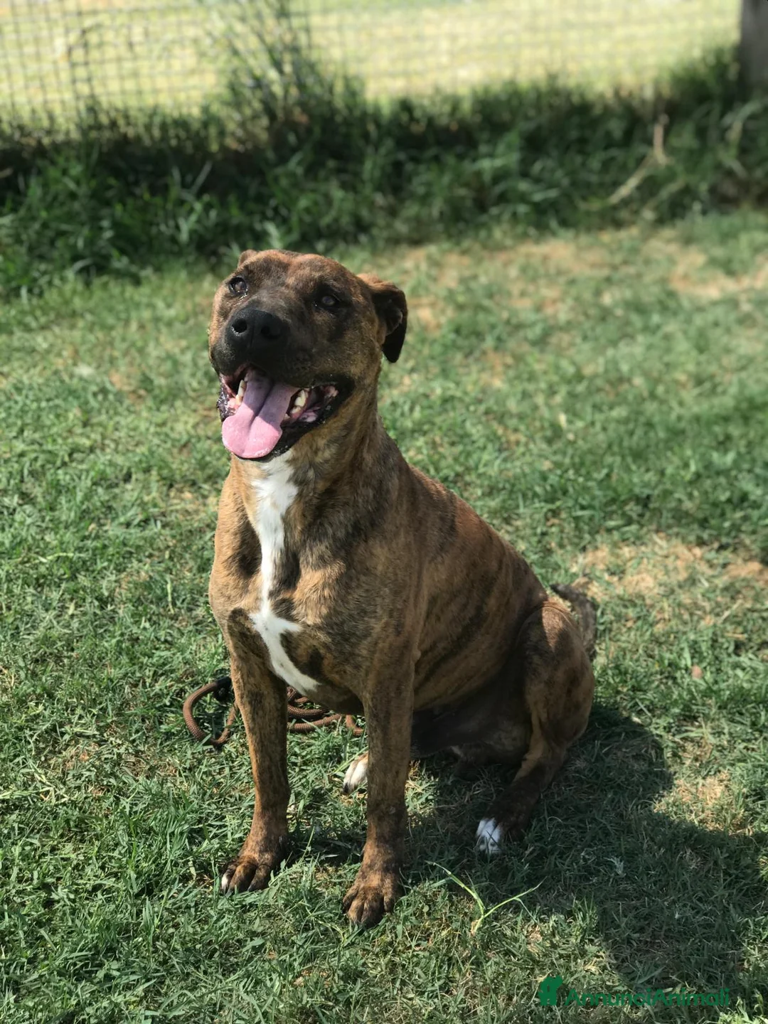 Meticcio cani in regalo: Massi, derivato boxer in adozione a Provincia di Latina - Annuncio 5