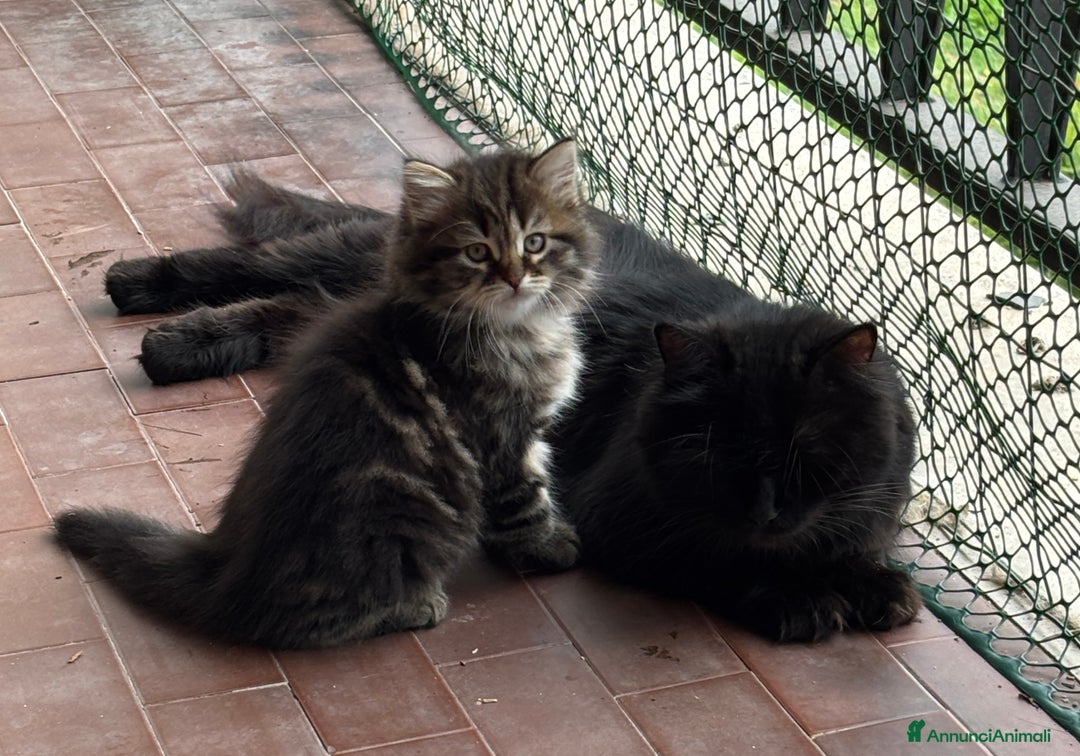Siberiano gatti in vendita: Cuccioli di gatto siberiano con pedigree a Provincia di Alessandria - Immagine 7