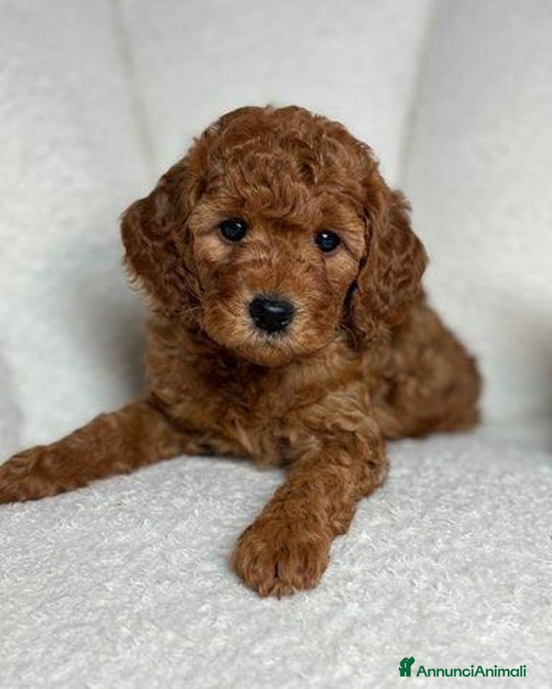 Meticcio cani in vendita: Cuccioli di Mini Goldendoodle F1BB - Annuncio 5