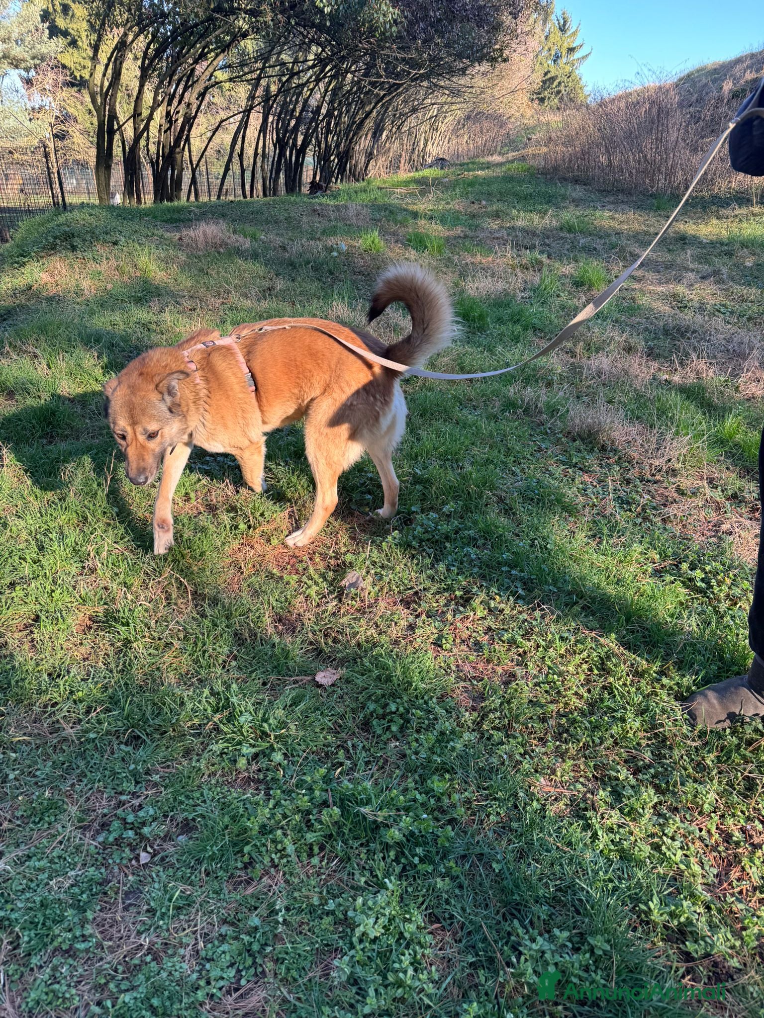 Meticcio cani in regalo: Whisky, un tenerissimo meticcio  - Annuncio 10