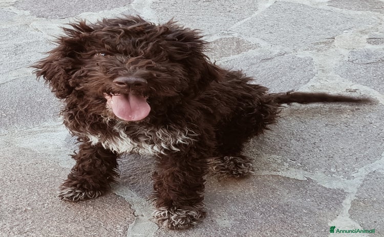Lagotto cani a Provincia di Chieti - Annuncio 2