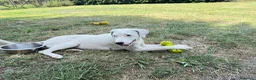 Meticcio cani in regalo: Aly femmina taglia media a Provincia di Belluno - Annuncio 3