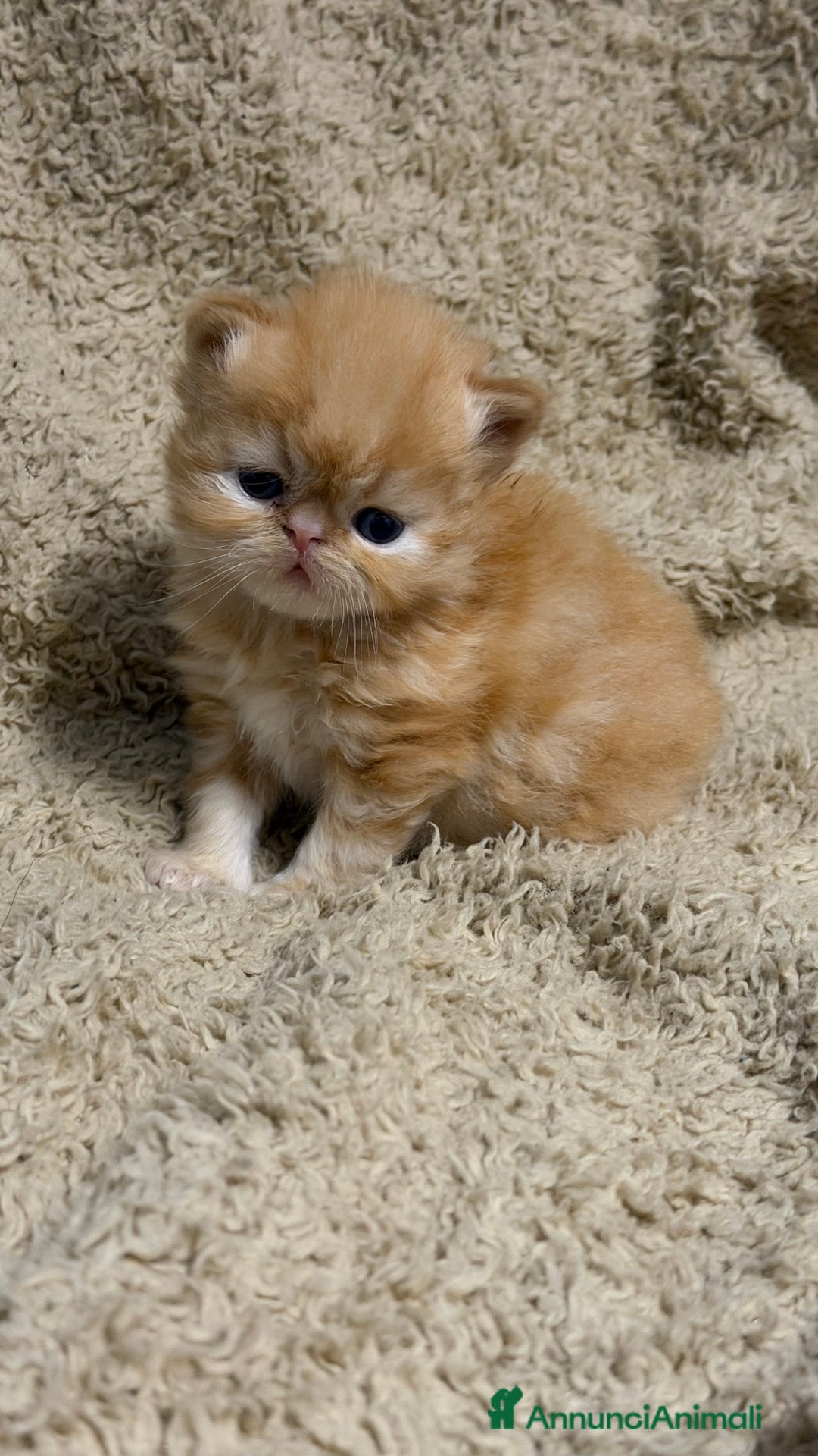 Persiano gatti in vendita: Gattini persiani nati il 17/10 - Annuncio 5