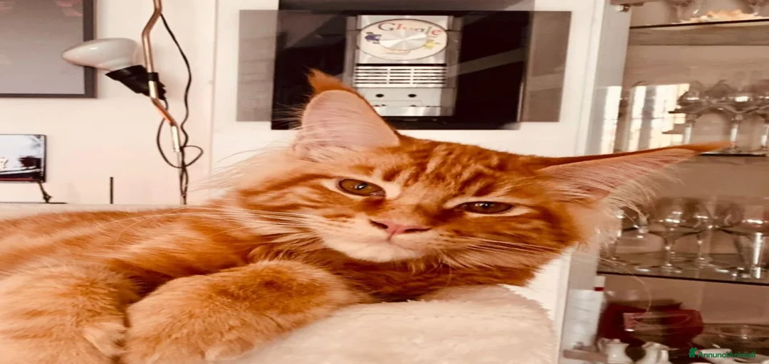 Immagine della galleria {{count}}