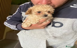 Maltese cani in vendita: Maltipoo a Provincia di Latina - Immagine 4