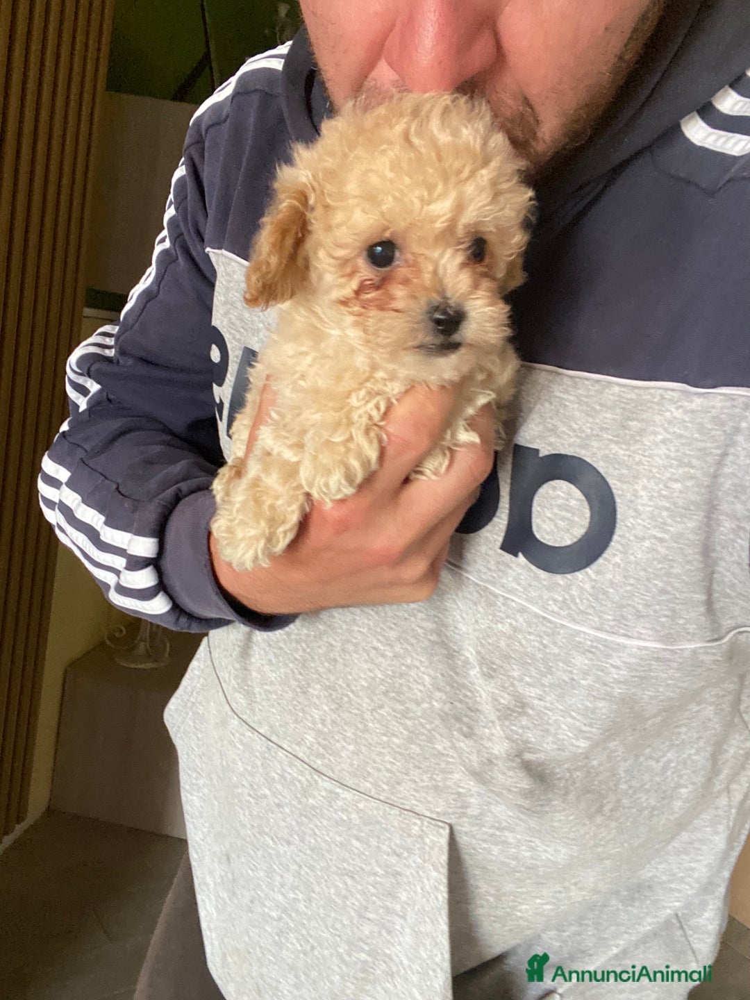 Maltese cani in vendita: Maltipoo a Provincia di Latina - Immagine 4