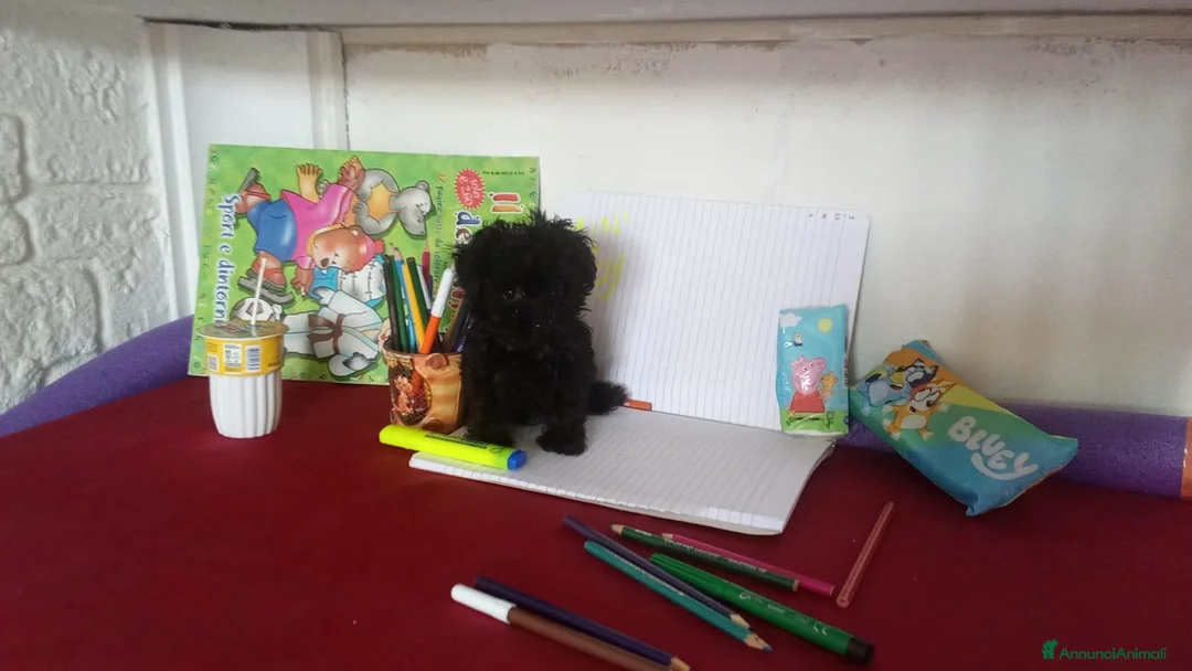 Barboncino cani in vendita: Barboncino micro - Annuncio 2