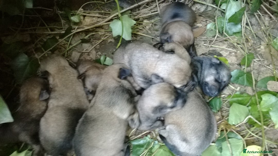 Immagine della galleria {{count}}