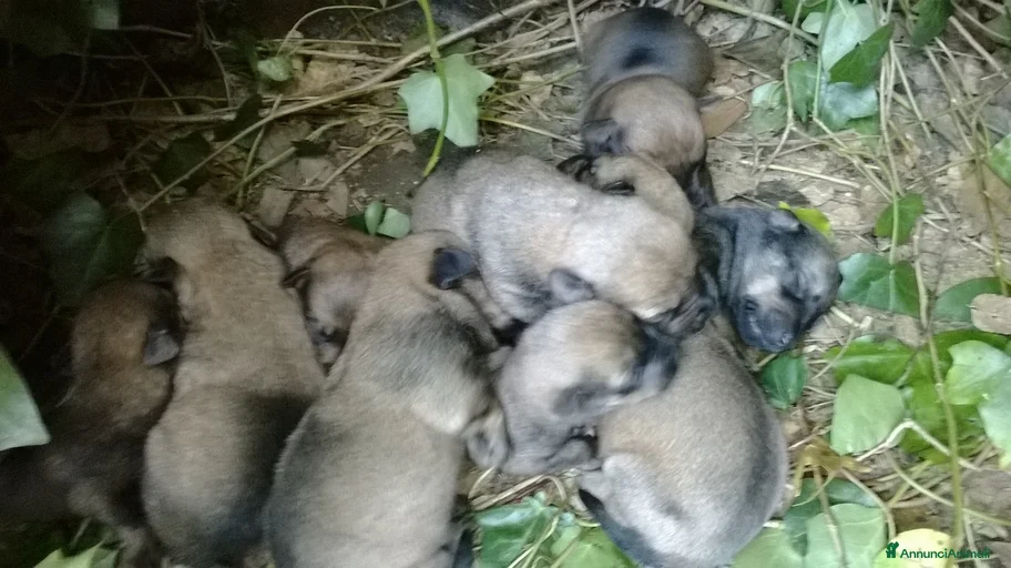 Immagine della galleria {{count}}