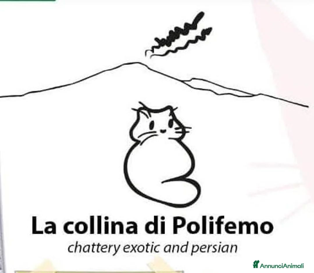 Immagine della galleria {{count}}