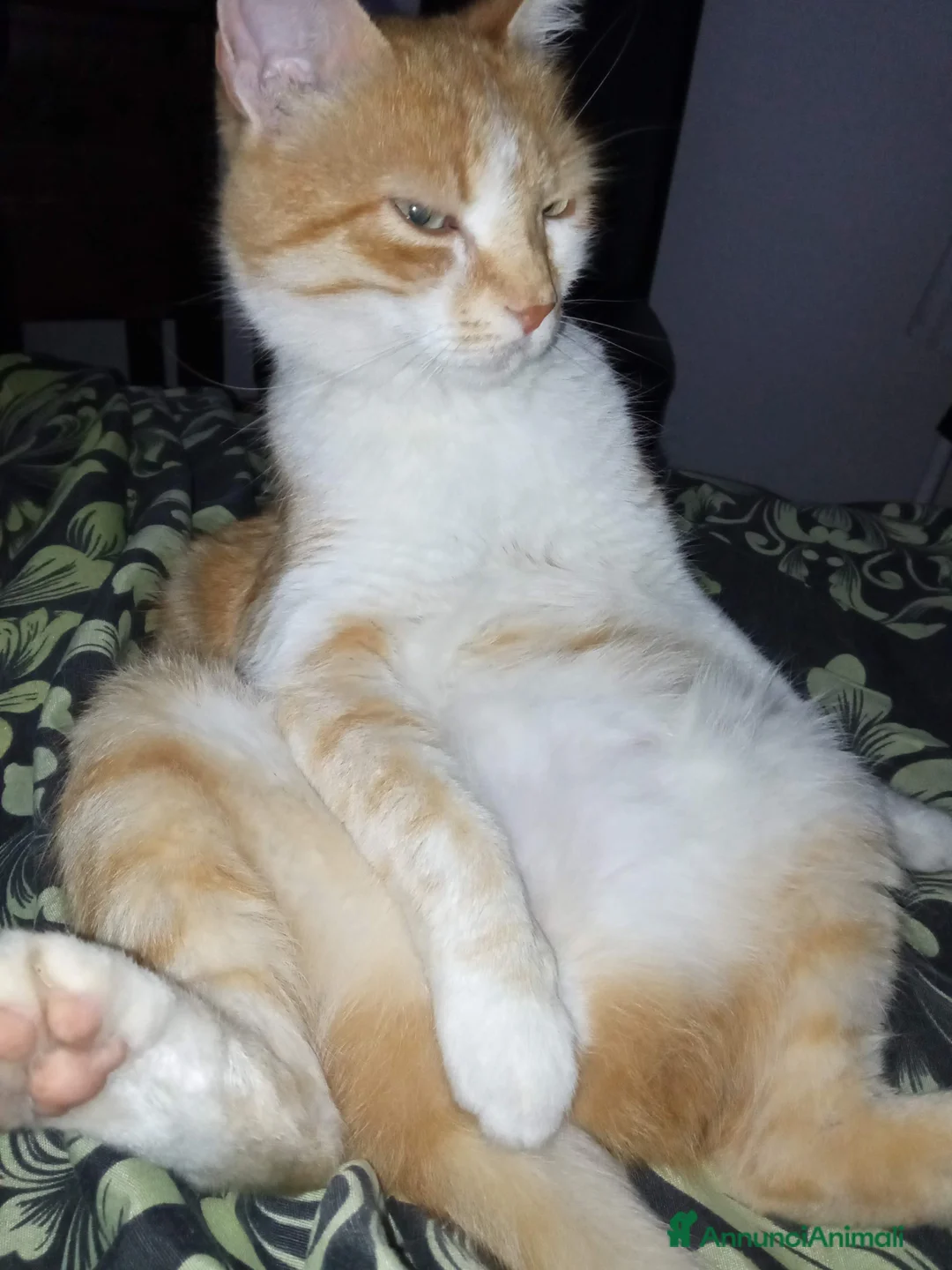 Altre razze gatti in regalo: Regalo Oscar - Annuncio 4