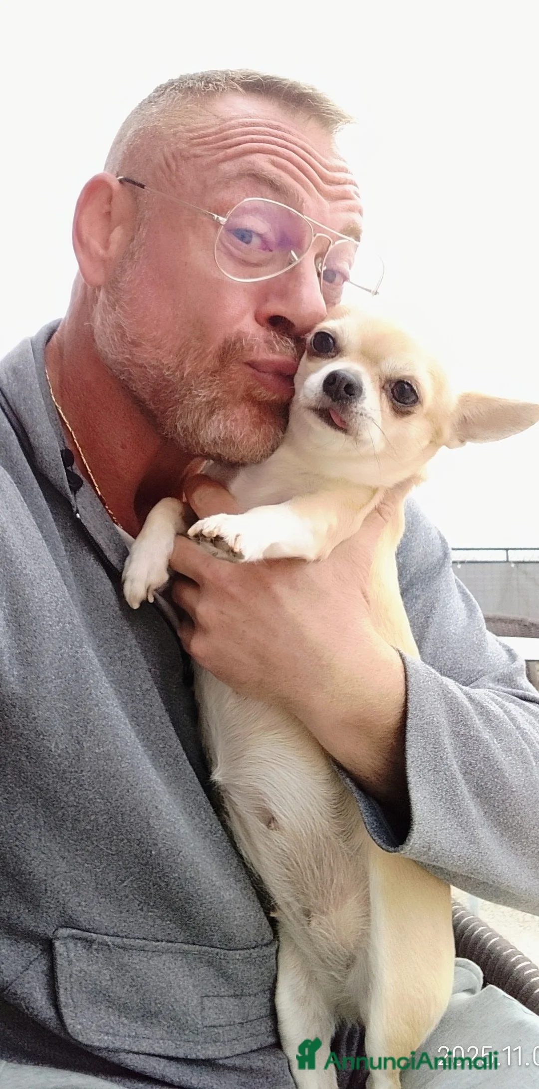 Chihuahua cani in vendita: Cucciola chihuahua mini - Annuncio 4