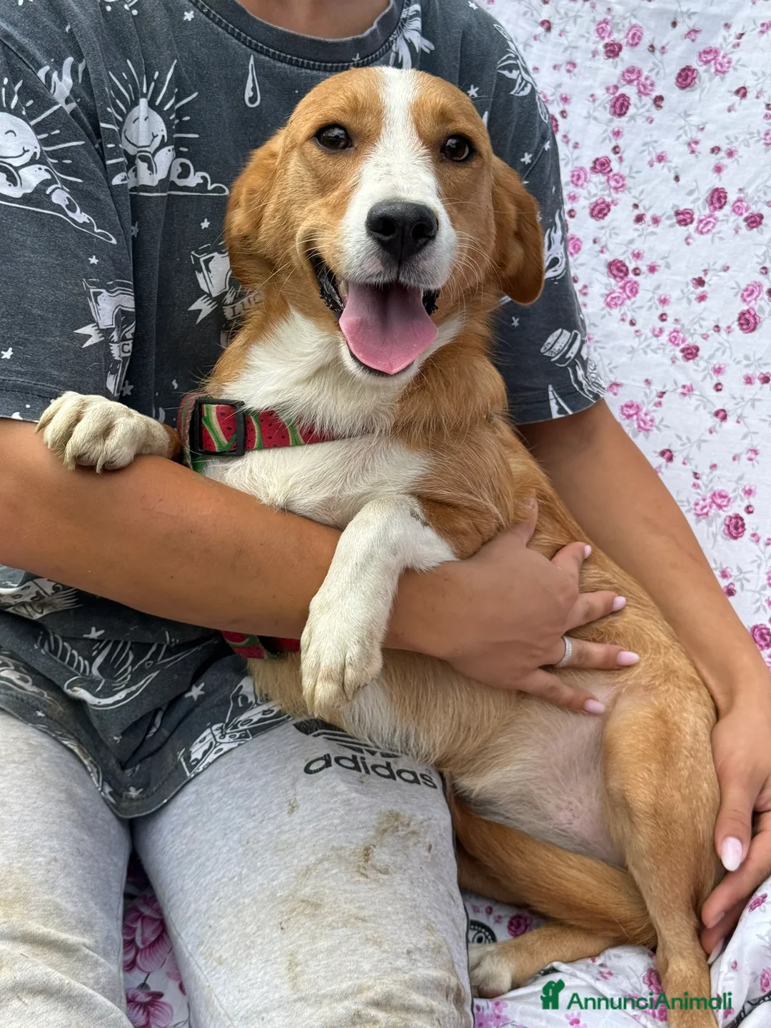 Meticcio cani in regalo: LIZZY, la nanetta più dolce del mondo! - Annuncio 2