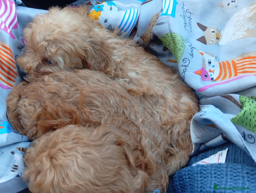 Barboncino cani in vendita: Cuccioli barboncino Toy/mini toy - Annuncio 3