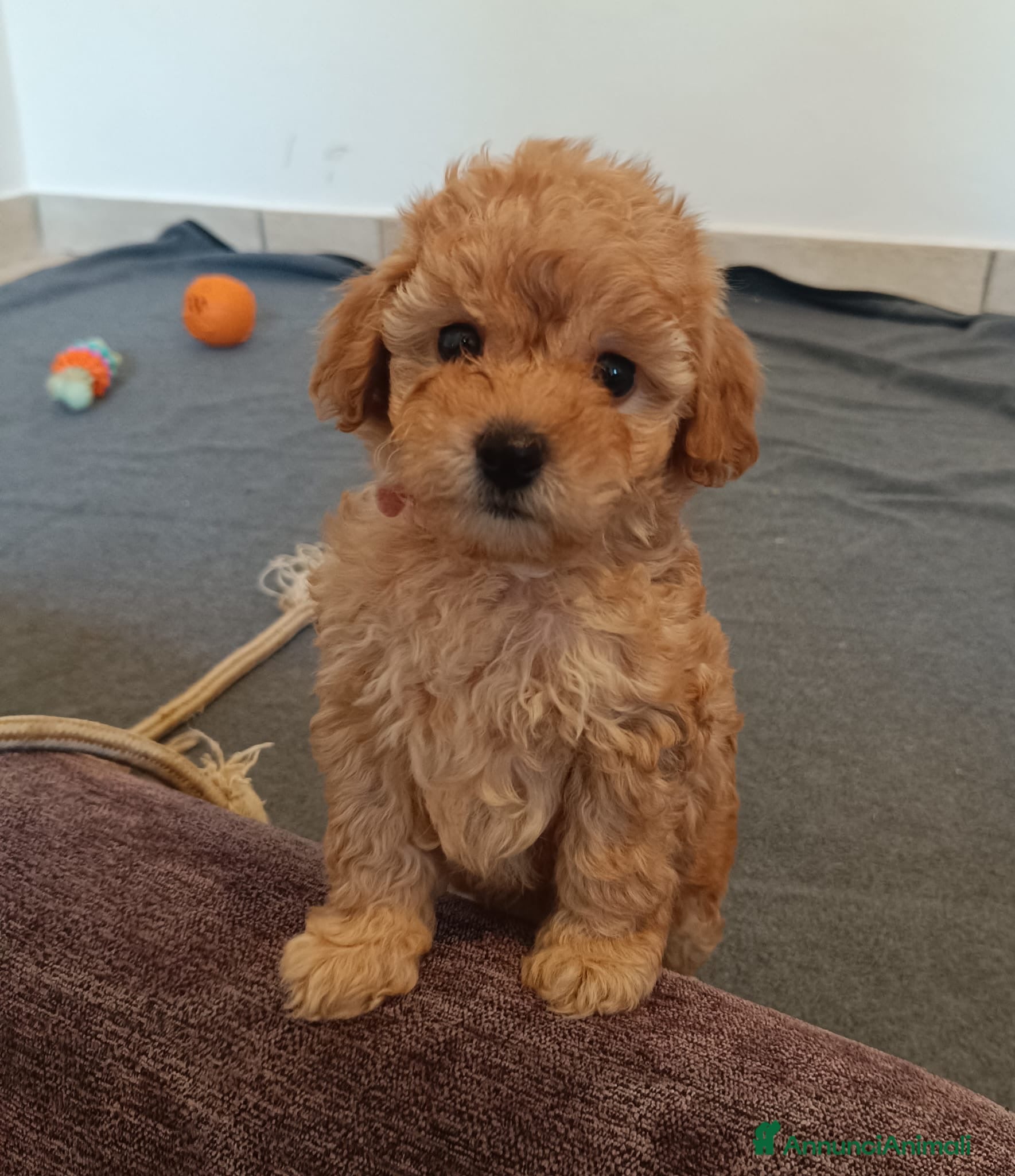 Barboncino cani Barboncina futura piccola nana - Annuncio 14