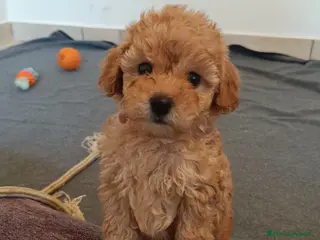 Barboncino cani Barboncina futura piccola nana - Annuncio 14