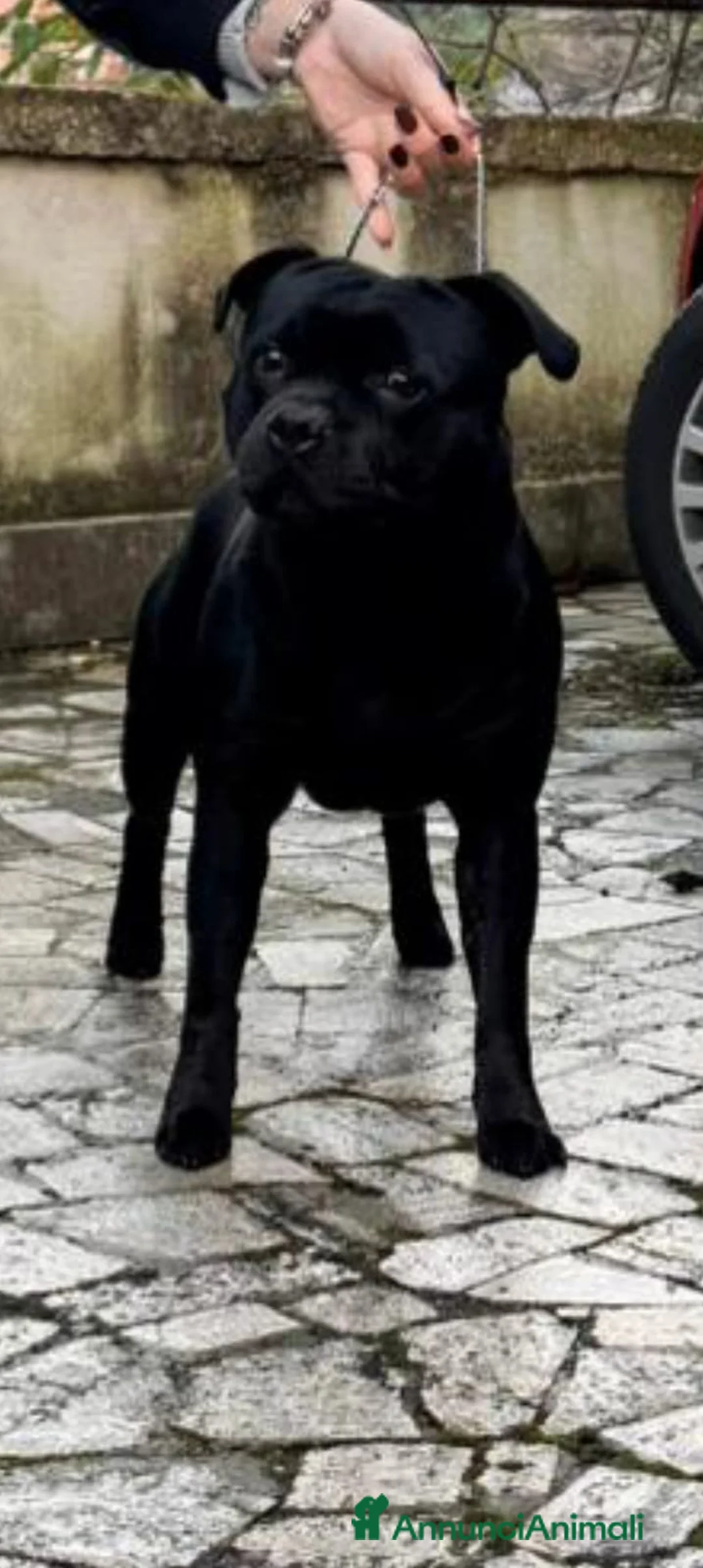 Staffordshire cani in vendita: Cuccioli staffordshire bull terrier a Città metropolitana di Roma Capitale - Annuncio 3