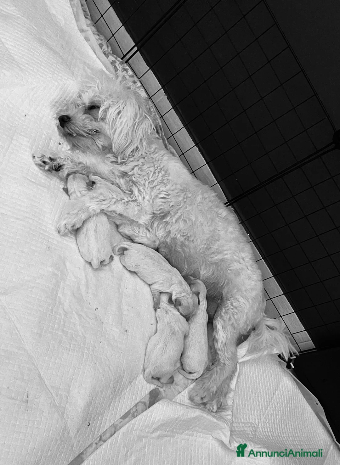 Maltese cani in vendita: Cuccioli di maltese  - Annuncio 1