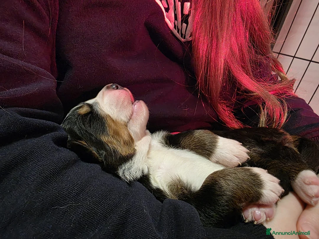 Bovaro del Bernese cani in vendita: Bovaro del bernese cuccioli pedigree Enci - Annuncio 4