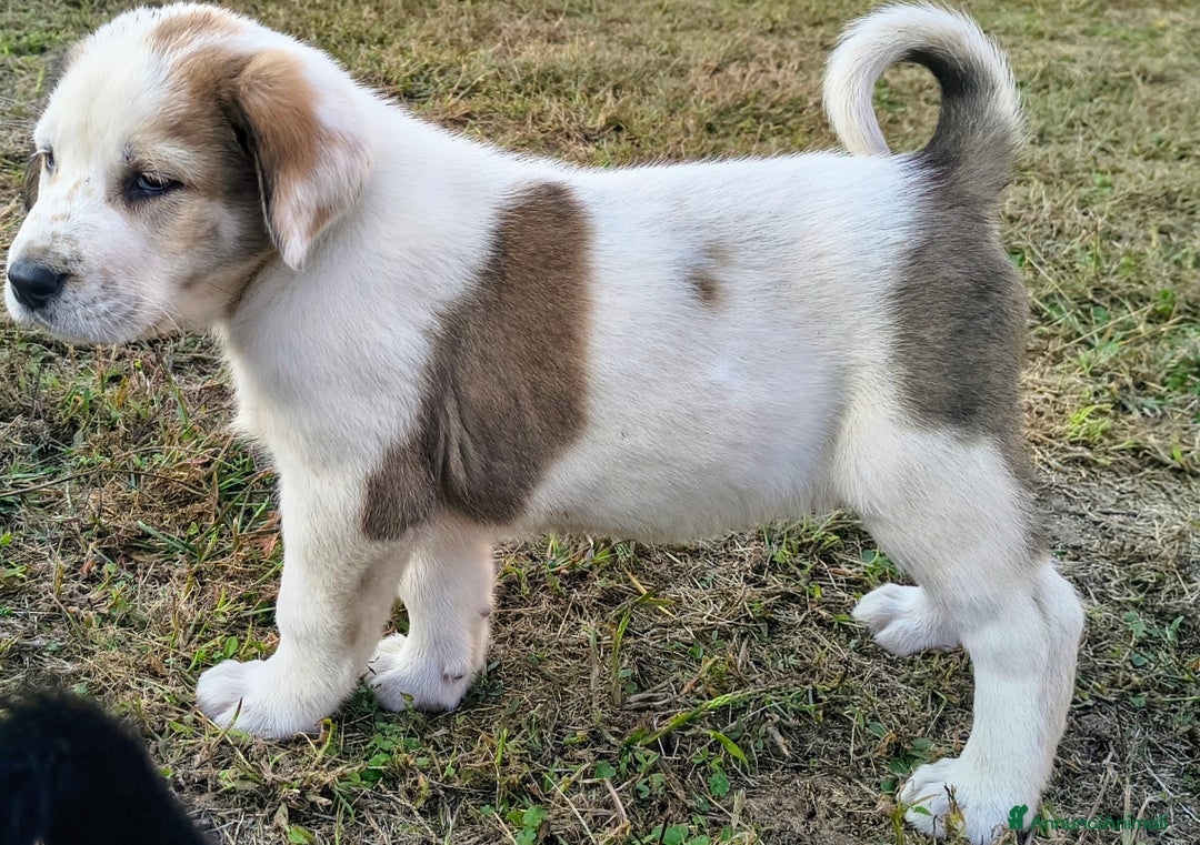 Pastore Asia Centrale cani in vendita: Cuccioli di pastore dell'Asia centrale Alabai - Annuncio 10