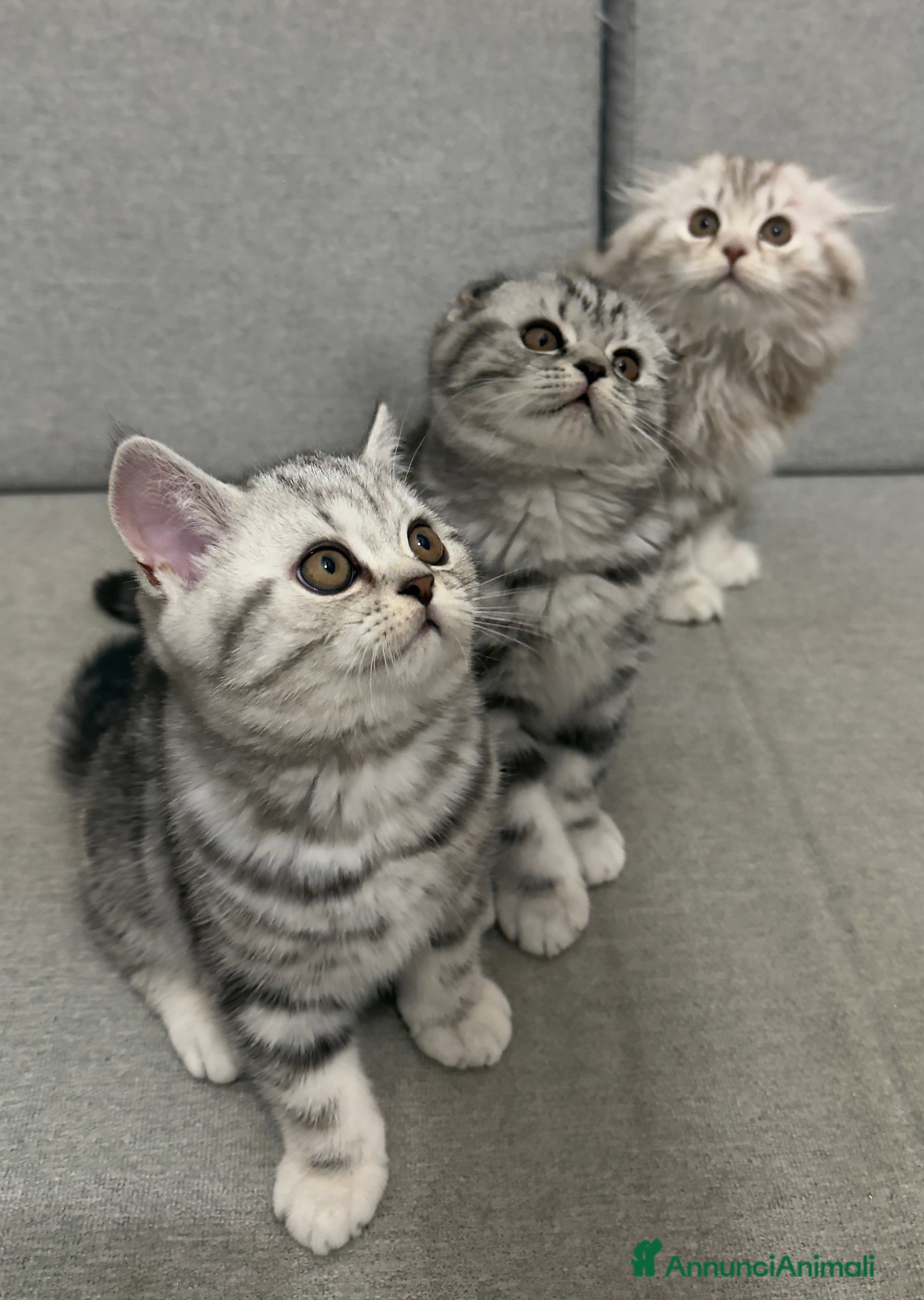Scottish gatti Scottish Fold/ Straight  - Annuncio 4