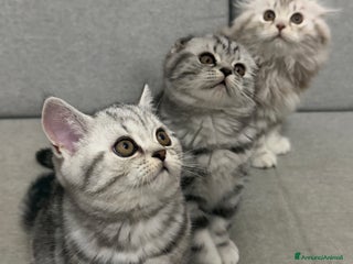 Scottish gatti Scottish Fold/ Straight - Annuncio 1