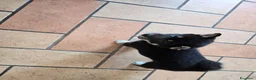 Shiba Inu cani in vendita: CUCCIOLI  SHIBA a Provincia di Perugia - Annuncio 3