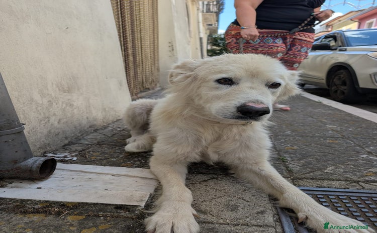 Meticcio cani - Annuncio 11