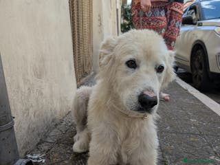 Meticcio cani FABIANA MIX MAREMMANO - Annuncio 16