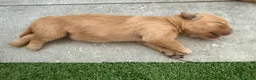 Golden Retriever cani in vendita: Cuccioli di golden retriever  - Annuncio 9