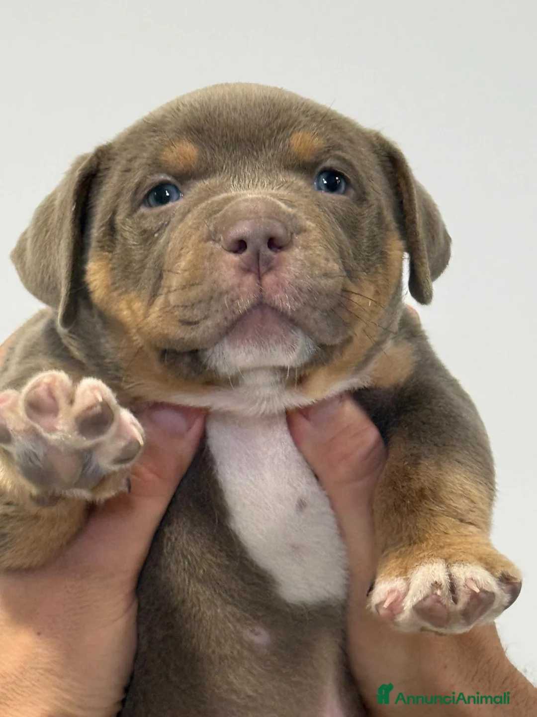 American Bully cani in vendita: CUCCIOLI AMERICA BULLY  - Annuncio 2