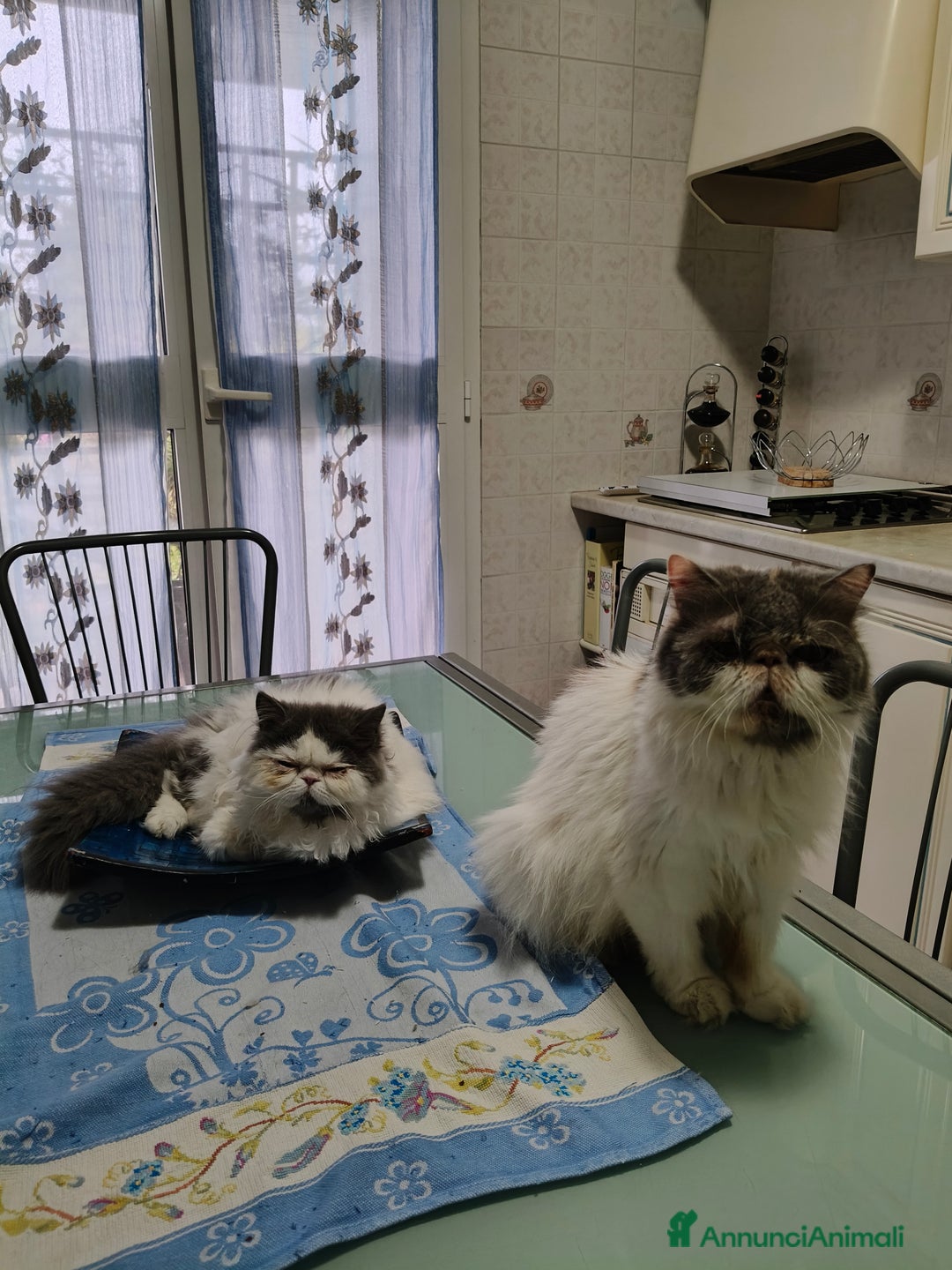 Persiano gatti in vendita: Cucciola persiana  a Provincia di Mantova - Immagine 5