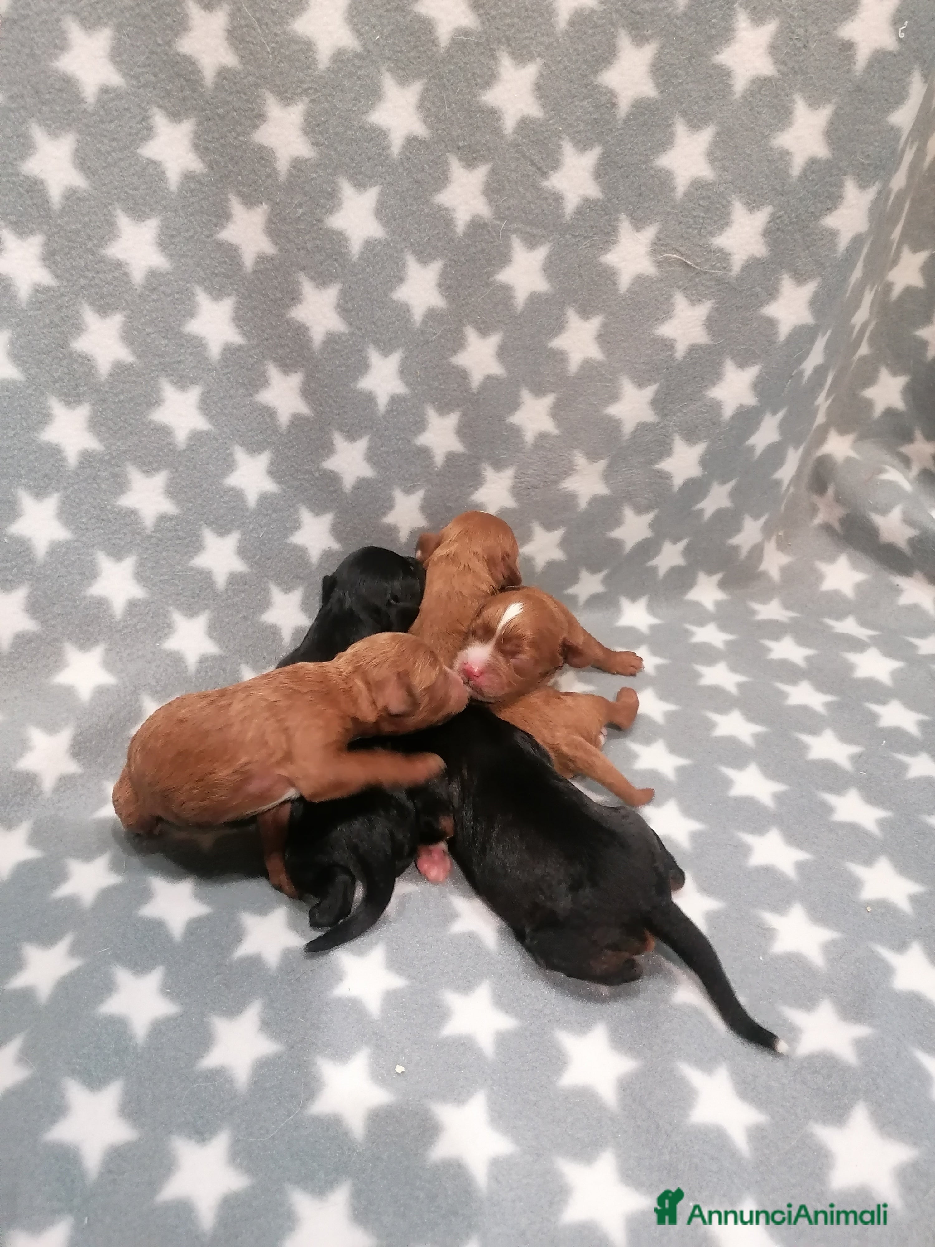 Meticcio cani Cavapoo cuccioli - Annuncio 2