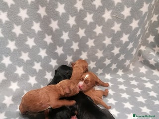 Meticcio cani Cavapoo cuccioli - Annuncio 13
