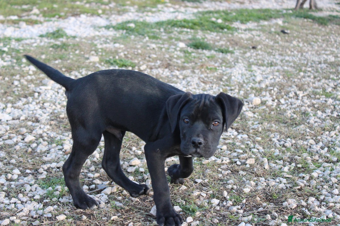 Cane Corso cani in vendita: Cuccioli Cane Corso Selezionati - Annuncio 2